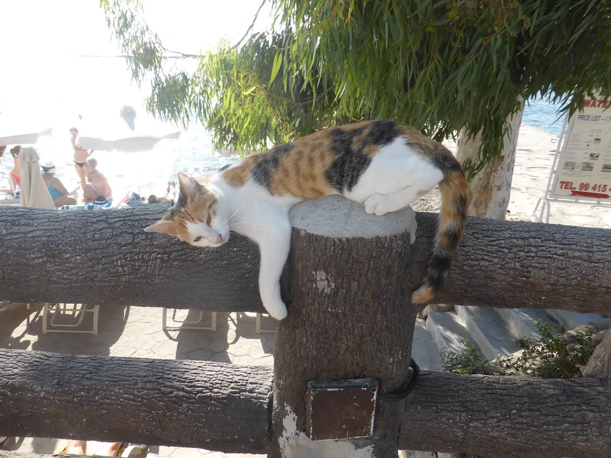 Getting Around Limassol Night: Your 2025 Transport Guide