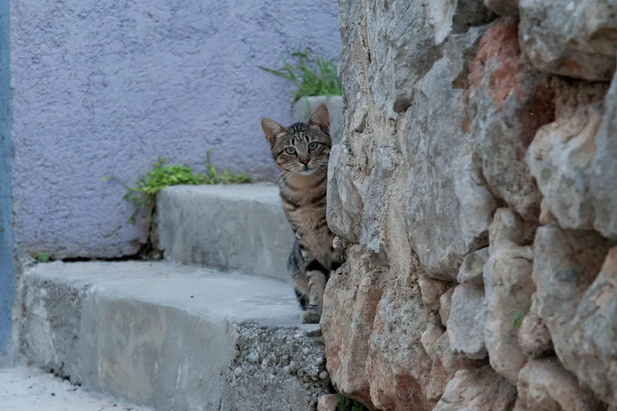 Experience the Vibrant Mali Lošinj Nightlife in 2025