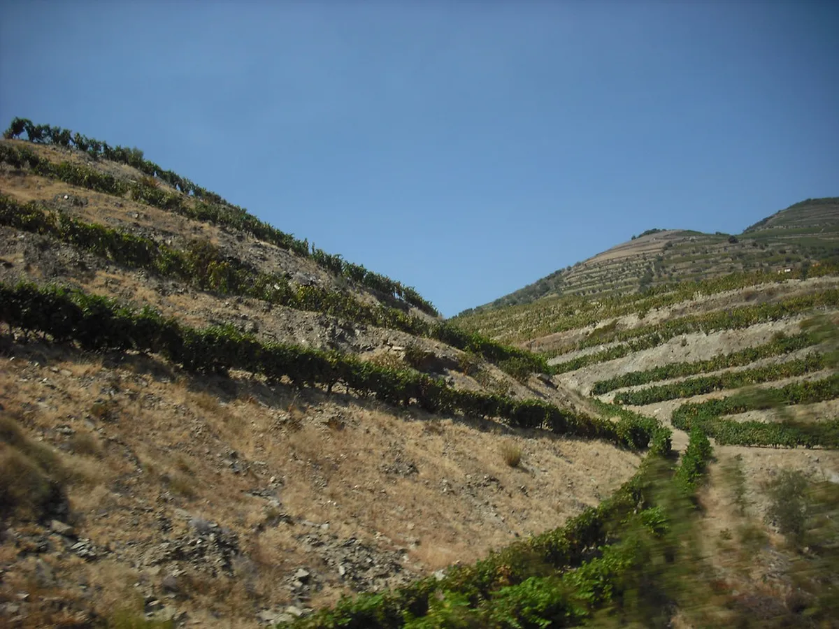 Discover Pinhão's Vibrant Live Music Scene in 2025