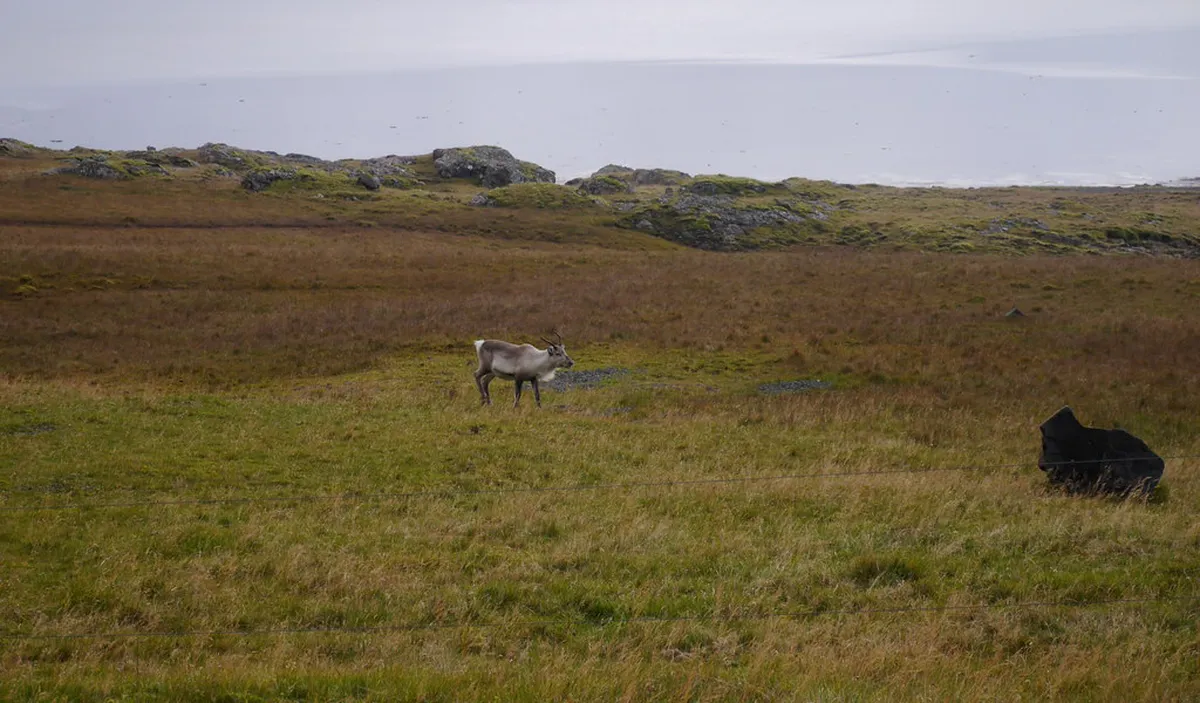Seyðisfjörður Live Music: Iceland's East Coast Beats in 2025
